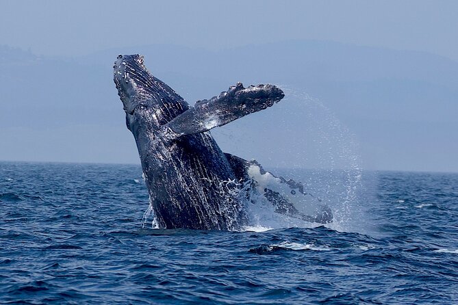 Victoria Ultimate Marine Whale & Wildlife Tour - The crew makes a real difference