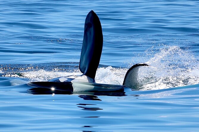 Victoria Ultimate Marine Whale & Wildlife Tour - What can go wrong