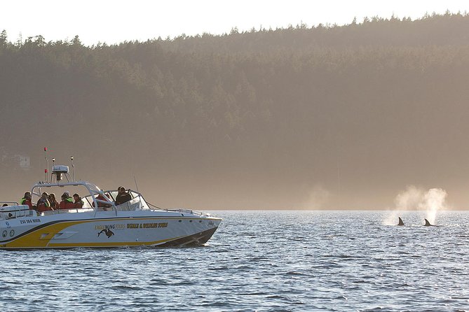 Victoria Whale and Wildlife Cruise - Seals, sea lions, otters, and birds