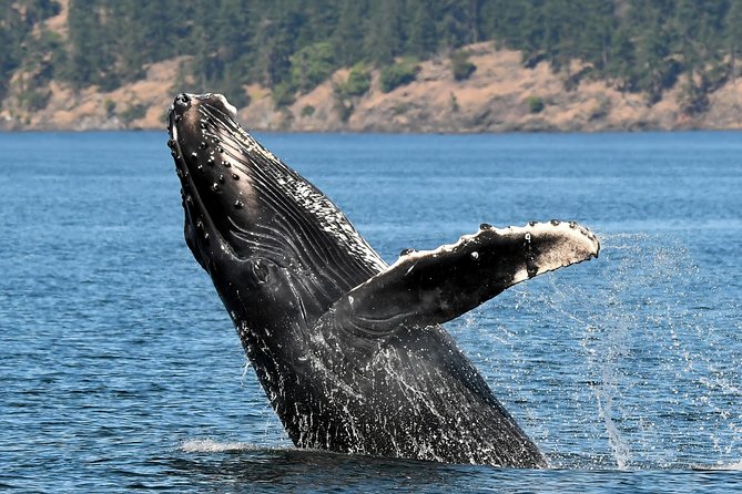 Victoria Whale and Wildlife Cruise - The crew makes the difference