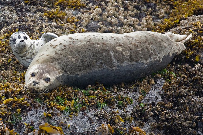 Victoria Whale and Wildlife Cruise - Choosing between an open boat and a semi-covered vessel