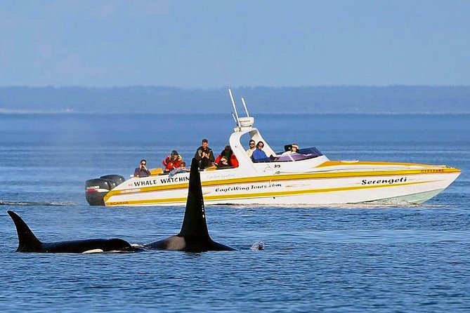 Victoria Whale and Wildlife Cruise - What to wear for three hours on the water