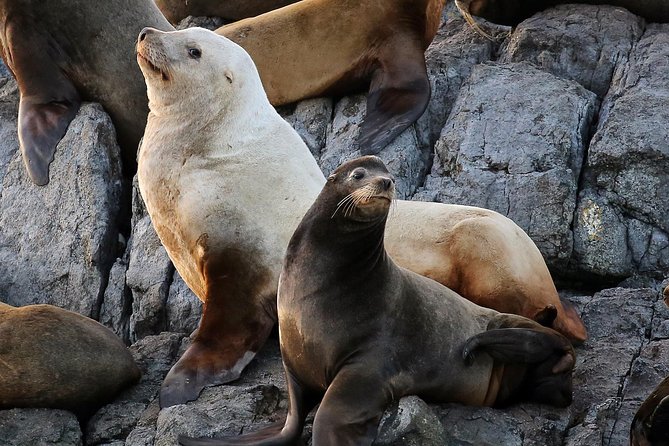Victoria Whale and Wildlife Cruise - Is the $146.17 price fair?