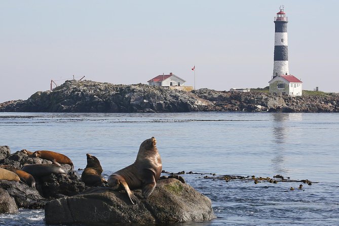 Victoria Whale and Wildlife Cruise - Planning the timing and cancellation risk