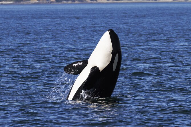 Victoria Whale Watch Tour - The naturalists add meaning to the sightings