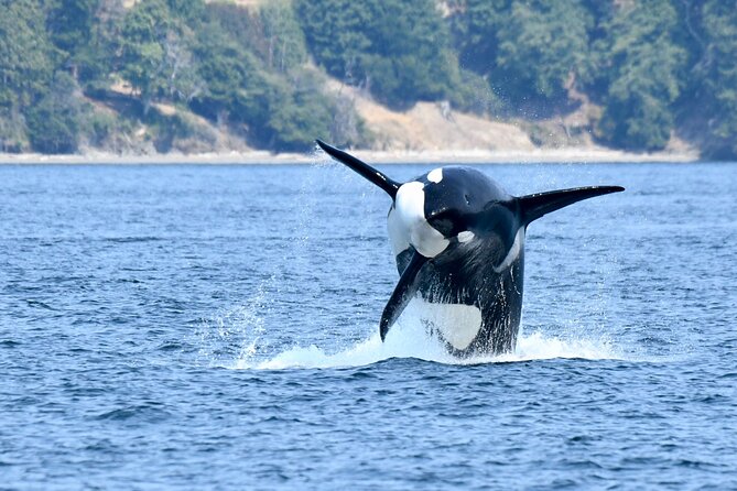 Victoria Whale Watch Tour - Rough water, cold air, and seasickness