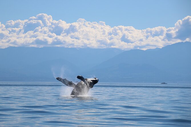 Victoria Whale Watch Tour - Is the $126.92 price fair?