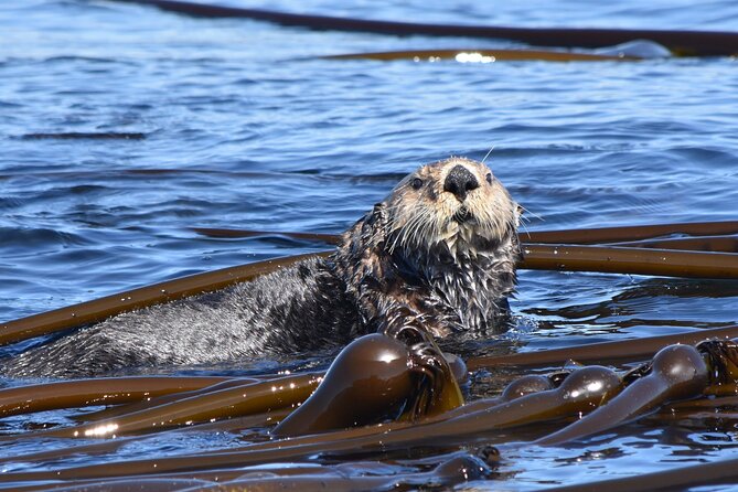 Victoria Whale Watch Tour - What the Ocean Cruiser is like