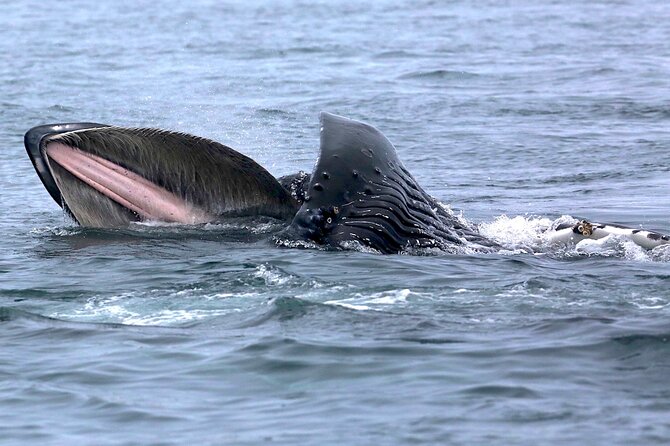 Victoria Whale Watching Cruise with Expert Naturalists - Setting out from Five Star Whale Watching in Victoria
