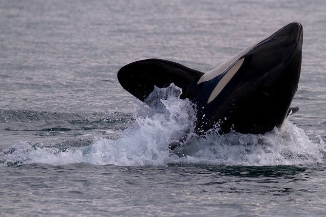 Victoria Whale Watching Cruise with Expert Naturalists - The boat, group size, and comfort
