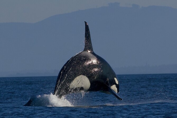 Victoria Whale Watching Cruise with Expert Naturalists - Who should book this cruise?