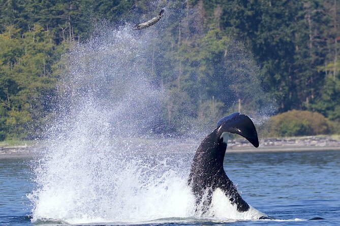 Victoria Whale Watching Cruise with Expert Naturalists - What the three-hour itinerary is really like