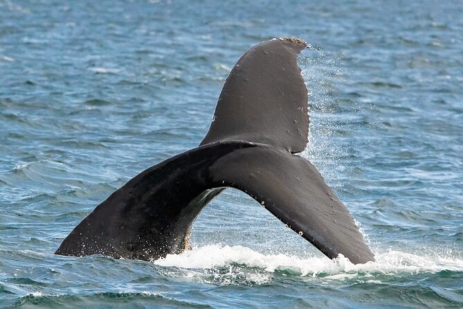 Victoria Whale Watching Tour on a Covered Vessel - Humpbacks, orcas, and smaller surprises
