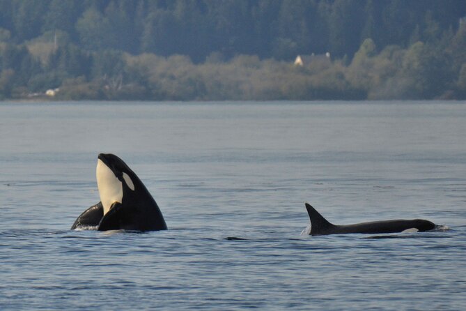 Victoria Whale Watching Tour on a Covered Vessel - The crew adds real value