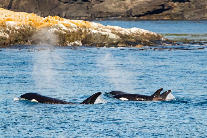 Victoria Whale Watching Tour on a Covered Vessel - What $136.42 buys you
