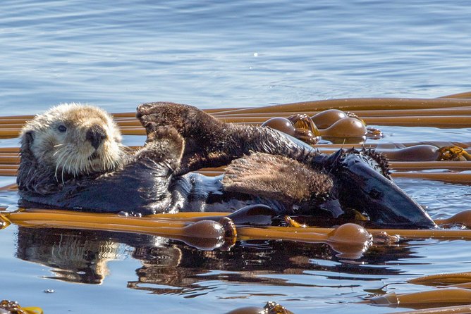 Victoria Whale Watching Tour on a Covered Vessel - The three-hour search for whales