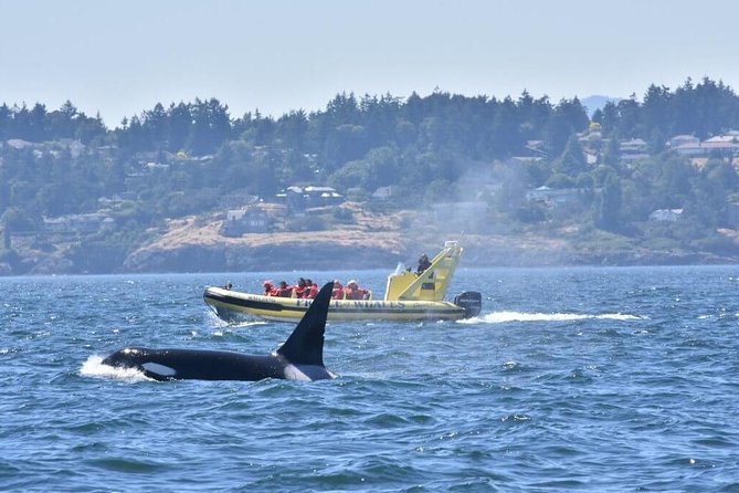 Victoria Zodiac Boat Whale Watching Adventure - Why the 12-passenger Zodiac changes the experience