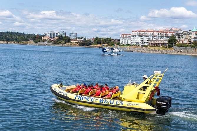 Victoria Zodiac Boat Whale Watching Adventure - Orcas, humpbacks, and the rest of the wildlife