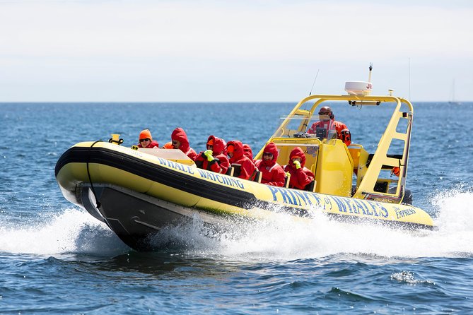Victoria Zodiac Boat Whale Watching Adventure - The captains make the difference