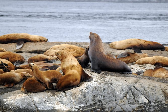 Victoria Zodiac Boat Whale Watching Adventure - Comfort, safety, and who should skip it