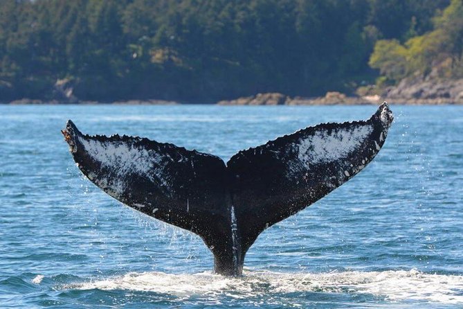 Victoria Zodiac Boat Whale Watching Adventure - Is $154.08 a fair price?