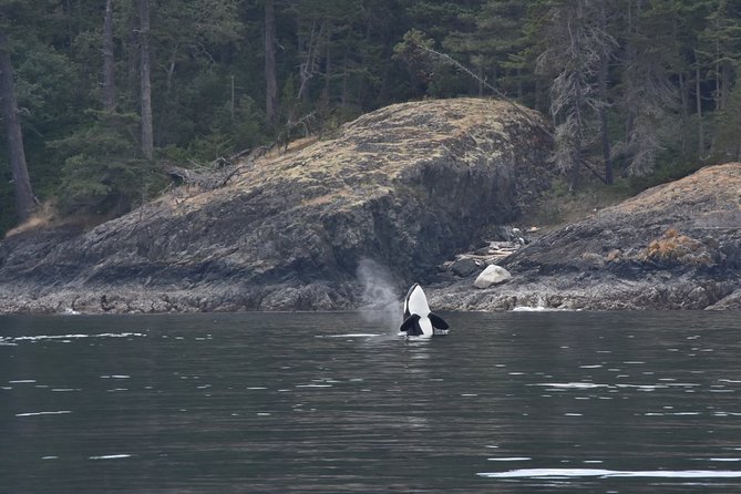 Victoria Zodiac Boat Whale Watching Adventure - Weather, cancellations, and practical planning