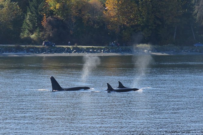 Victoria Zodiac Boat Whale Watching Adventure - Three hours in the Salish Sea