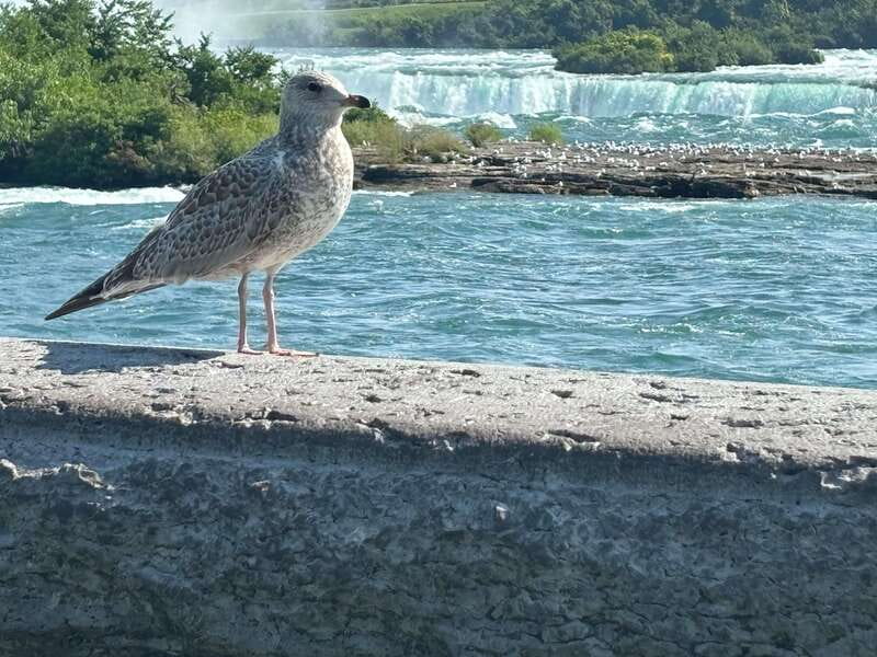 Walking Tour of Niagara Falls Canada and Hornblower Boat - Comfort, accessibility, and timing