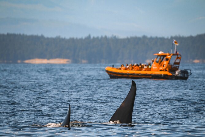 Whale Watching Nanaimo Open Boat Tour - Leaving Nanaimo for the Salish Sea