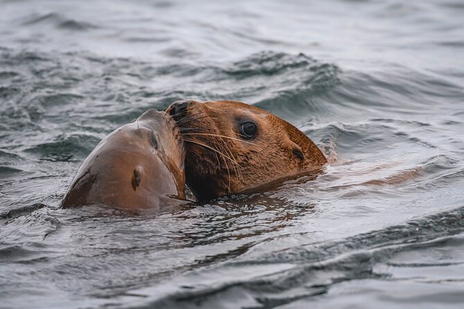 Whale Watching Nanaimo Open Boat Tour - The planned hour of whale watching