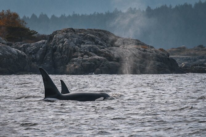 Whale Watching Nanaimo Open Boat Tour - The conservation talk at the end