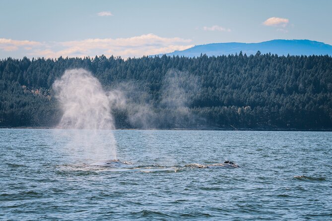 Whale Watching Nanaimo Open Boat Tour - How much value do you get for $187.75?
