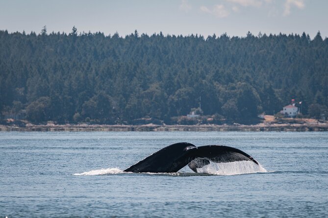 Whale Watching Nanaimo Open Boat Tour - Who should choose this Nanaimo whale tour?