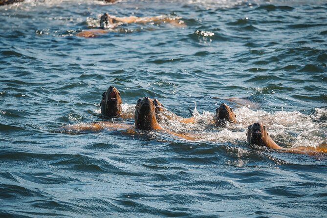 Whale Watching Nanaimo Open Boat Tour - Booking, weather, and what to bring