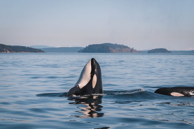Whale Watching Nanaimo Open Boat Tour - What the open zodiac ride feels like