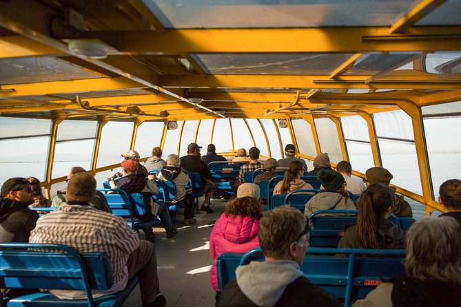 Whale-Watching Tour from Vancouver - Orcas, humpbacks, and the animals between sightings