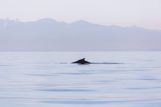 Whale-Watching Tour from Vancouver - Is this suitable for families and passengers with limited mobility?