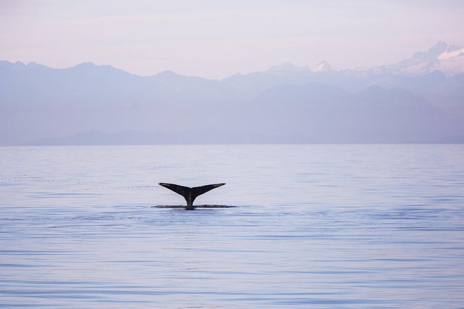 Whale-Watching Tour from Vancouver - On board in British Columbia’s coastal waters