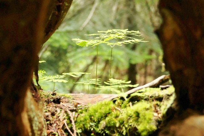 Whistler Train Wreck, Suspension Bridge & Hidden Waterfall Adventure - What the two-hour schedule means for your day