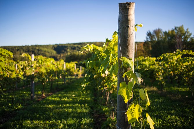 Wine and Lunch Escape - Lunch with a valley view
