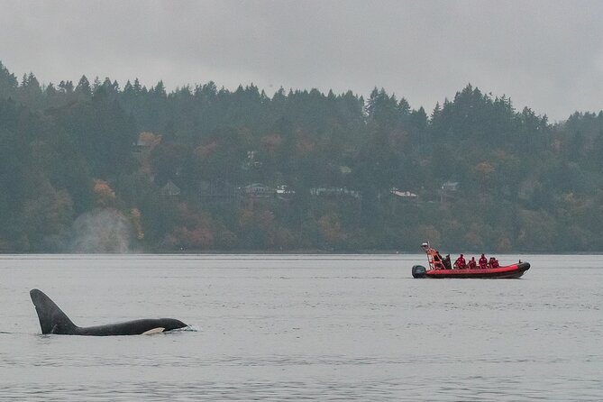 Winter Victoria Whale and Wildlife Zodiac Tour - A winter Zodiac ride from Victoria’s Inner Harbour