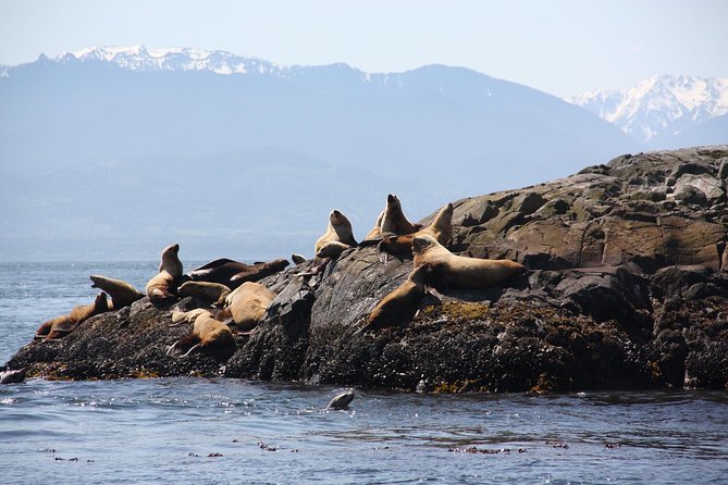 Winter Victoria Whale and Wildlife Zodiac Tour - What the captain and marine naturalist add