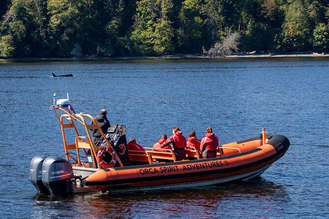 Winter Victoria Whale and Wildlife Zodiac Tour - Why the small boat changes the experience