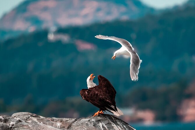 Winter Victoria Whale and Wildlife Zodiac Tour - Price, timing, and overall value