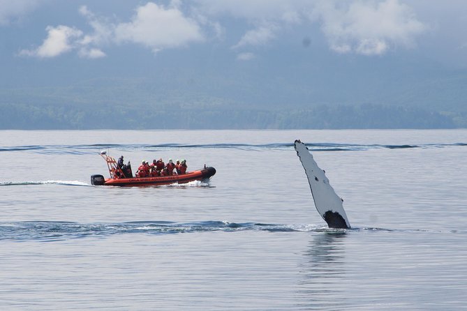 Winter Victoria Whale and Wildlife Zodiac Tour - Getting ready for cold water and open sky